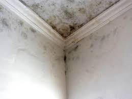 Trusted Leisure Knoll, NJ Mold Prevention & Removal  Experts